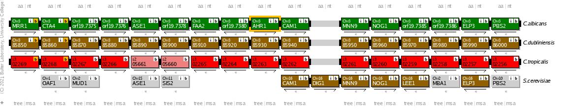 Syntänie-Vergleich von AHR1 im Candida Gene Order Browser