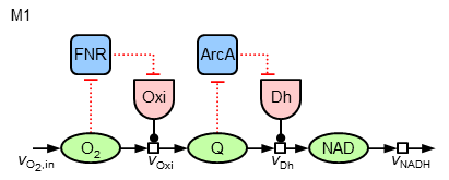Regulatory variant M1