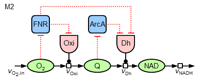 Regulatory variant M2