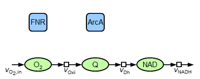 Structural information on the electron transport chain of E. coli